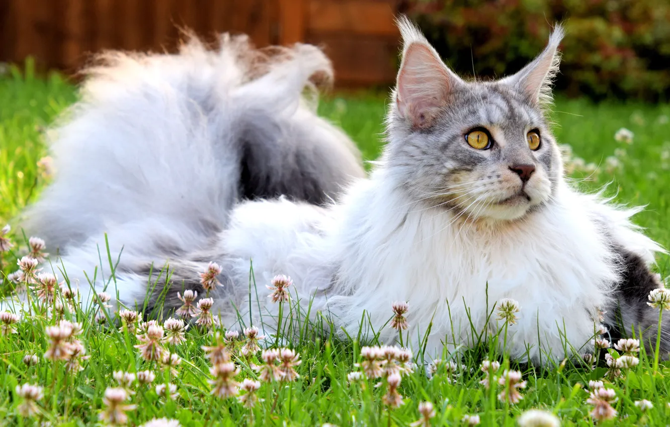 Photo wallpaper greens, cat, summer, grass, cat, look, face, flowers