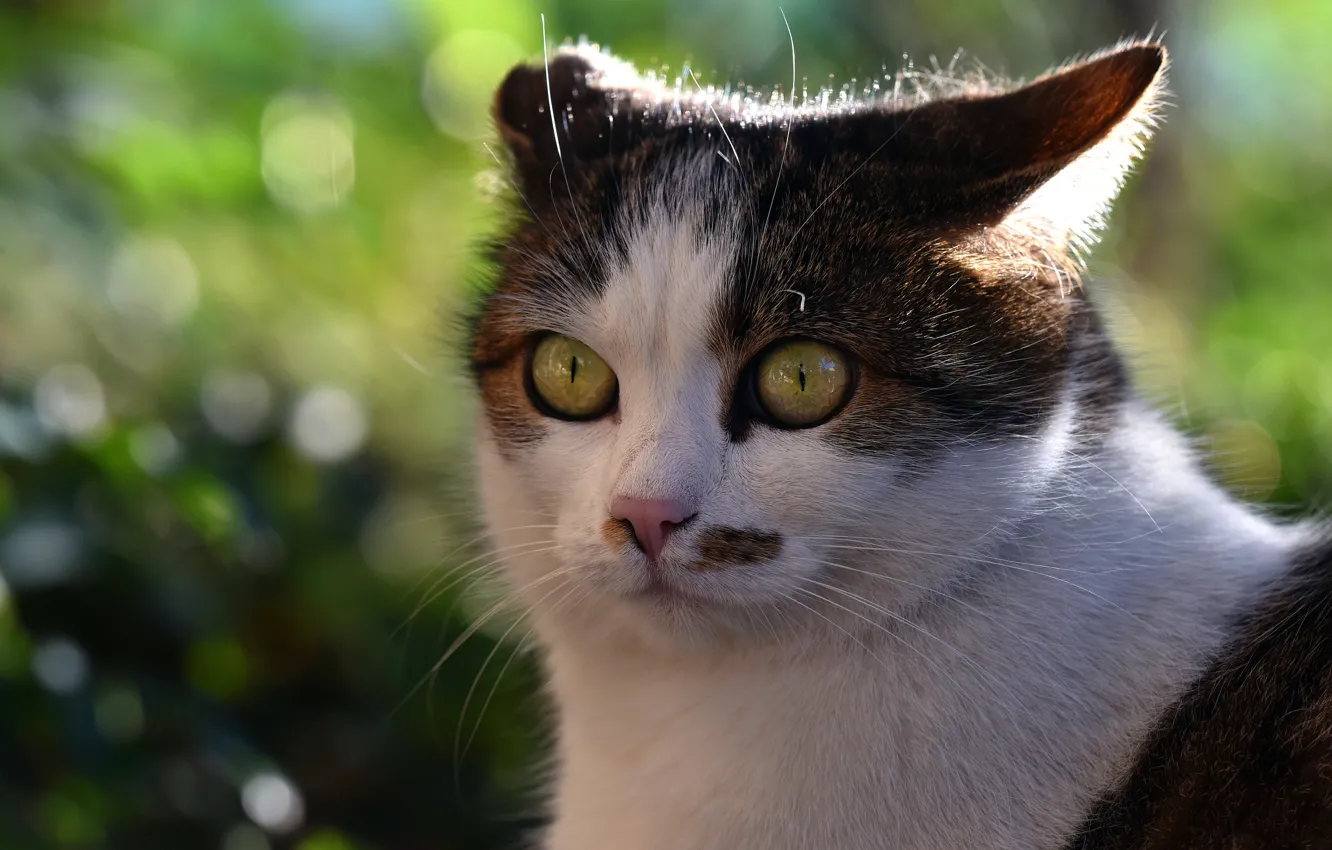 Photo wallpaper cat, eyes, cat, look, face, nature, green, emotions