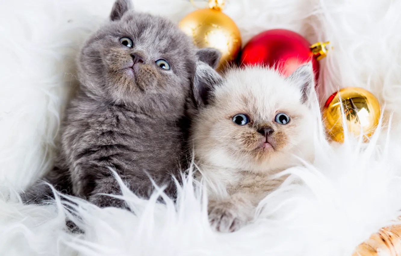 Photo wallpaper balls, toy, kitty