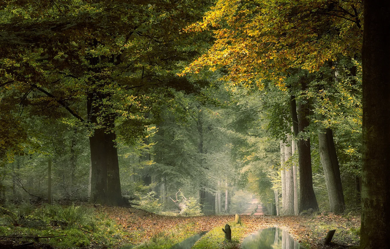 Photo wallpaper road, autumn, forest, trees, Park, foliage, puddle