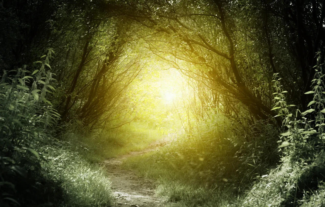 Photo wallpaper greens, forest, grass, the sun, trees, nature, path