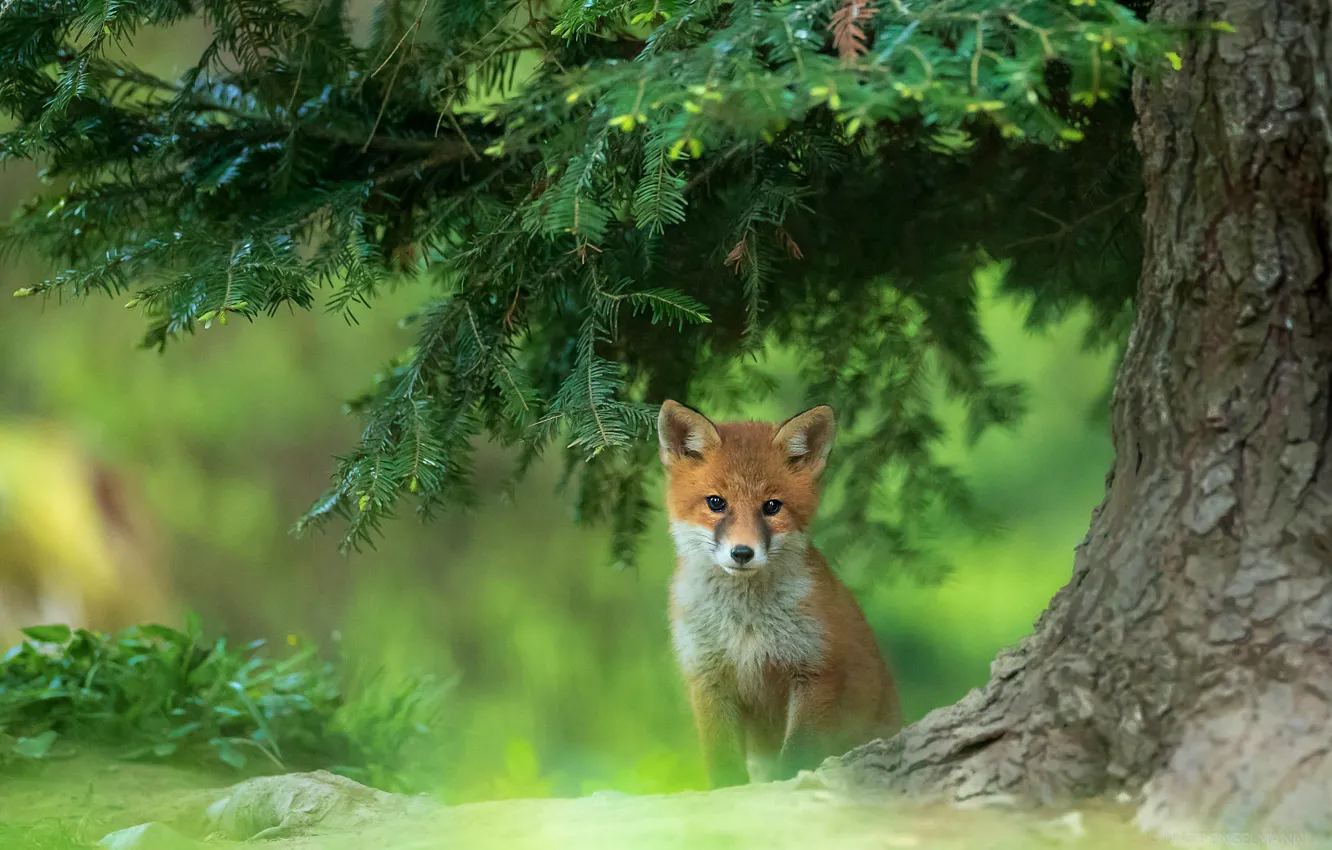 Photo wallpaper trees, branches, Fox, needles, Fox