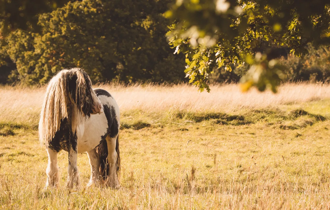 Photo wallpaper field, nature, mane, horse