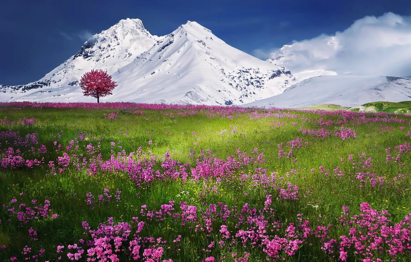 Photo wallpaper the sky, clouds, snow, trees, landscape, flowers, mountains, nature