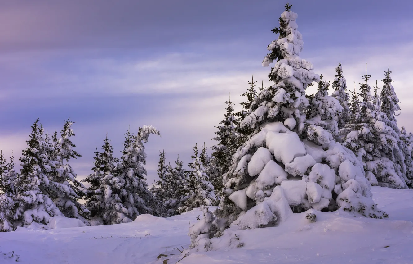 Photo wallpaper winter, snow, trees, nature, ate, Andrey Sharapov