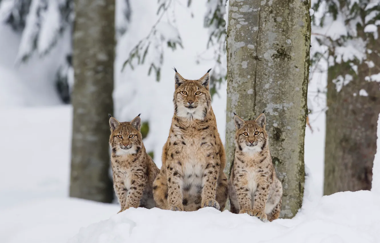 Photo wallpaper winter, forest, look, snow, trees, the snow, three, lynx