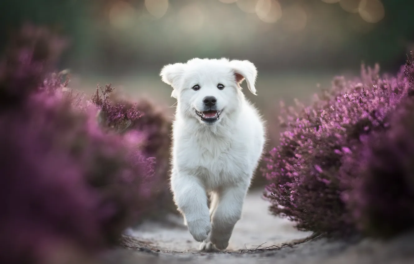 Photo wallpaper white, joy, flowers, pose, Park, background, paws, garden