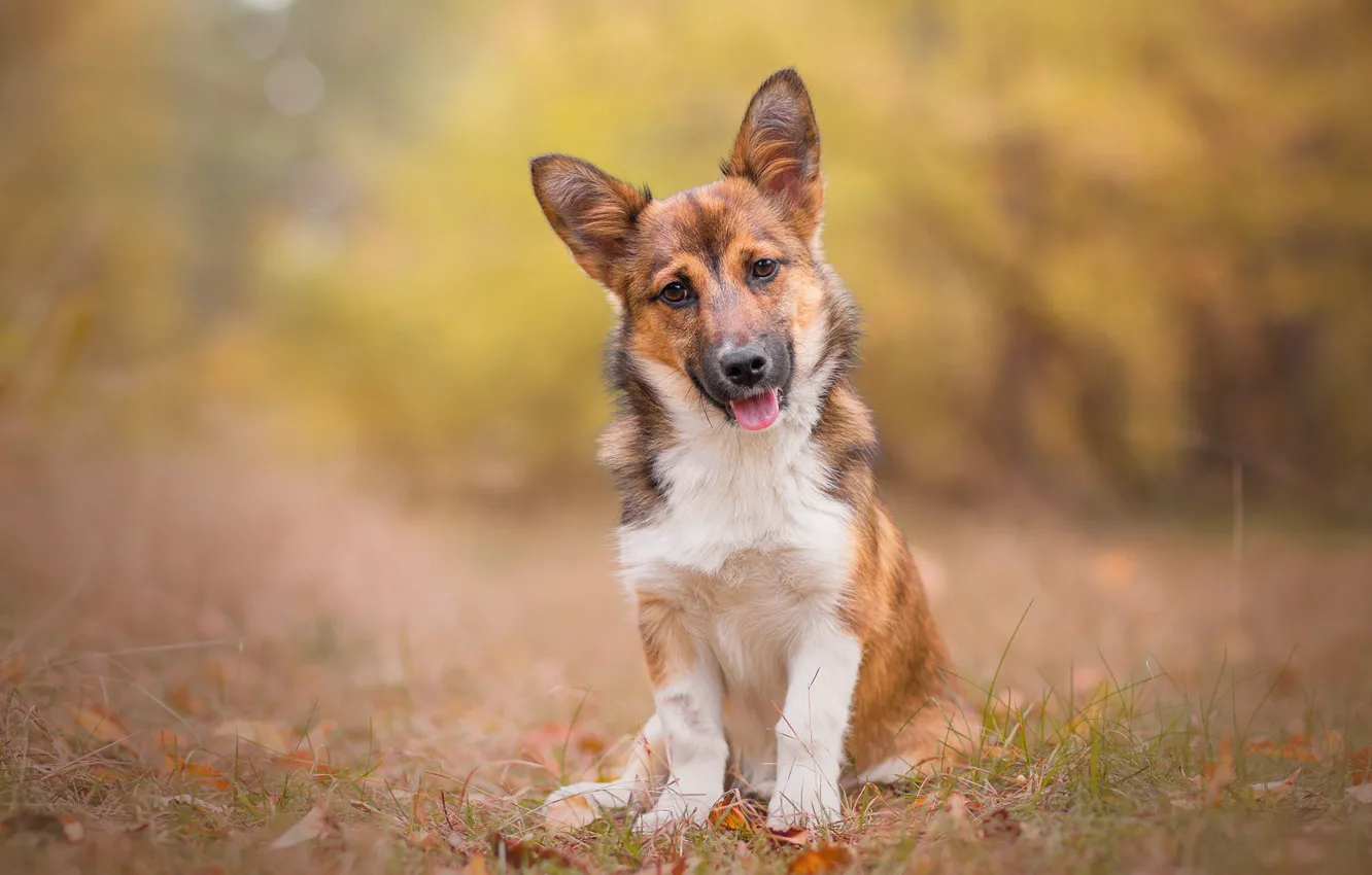 Photo wallpaper look, dog, puppy, bokeh