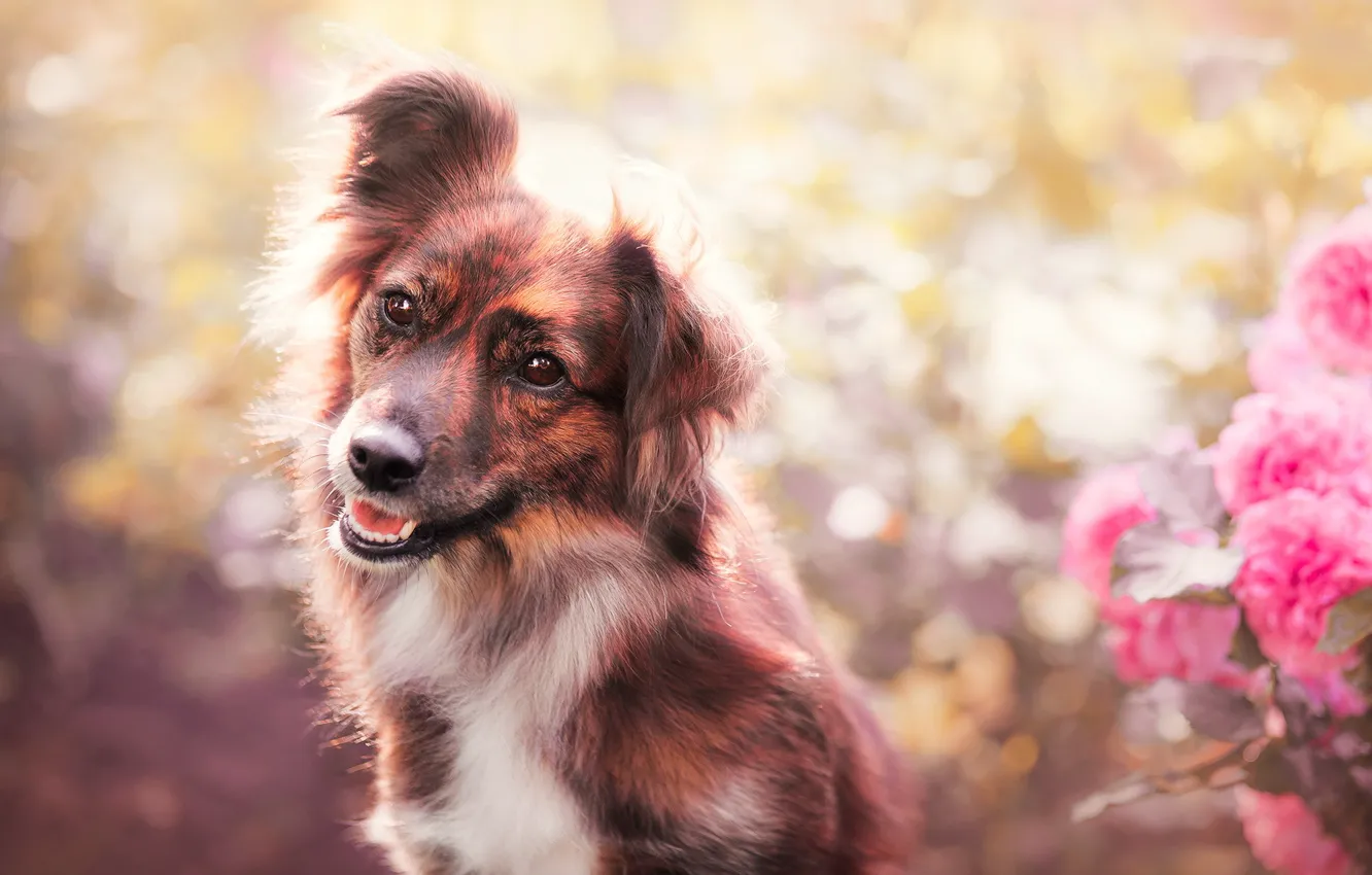 Photo wallpaper look, each, dog