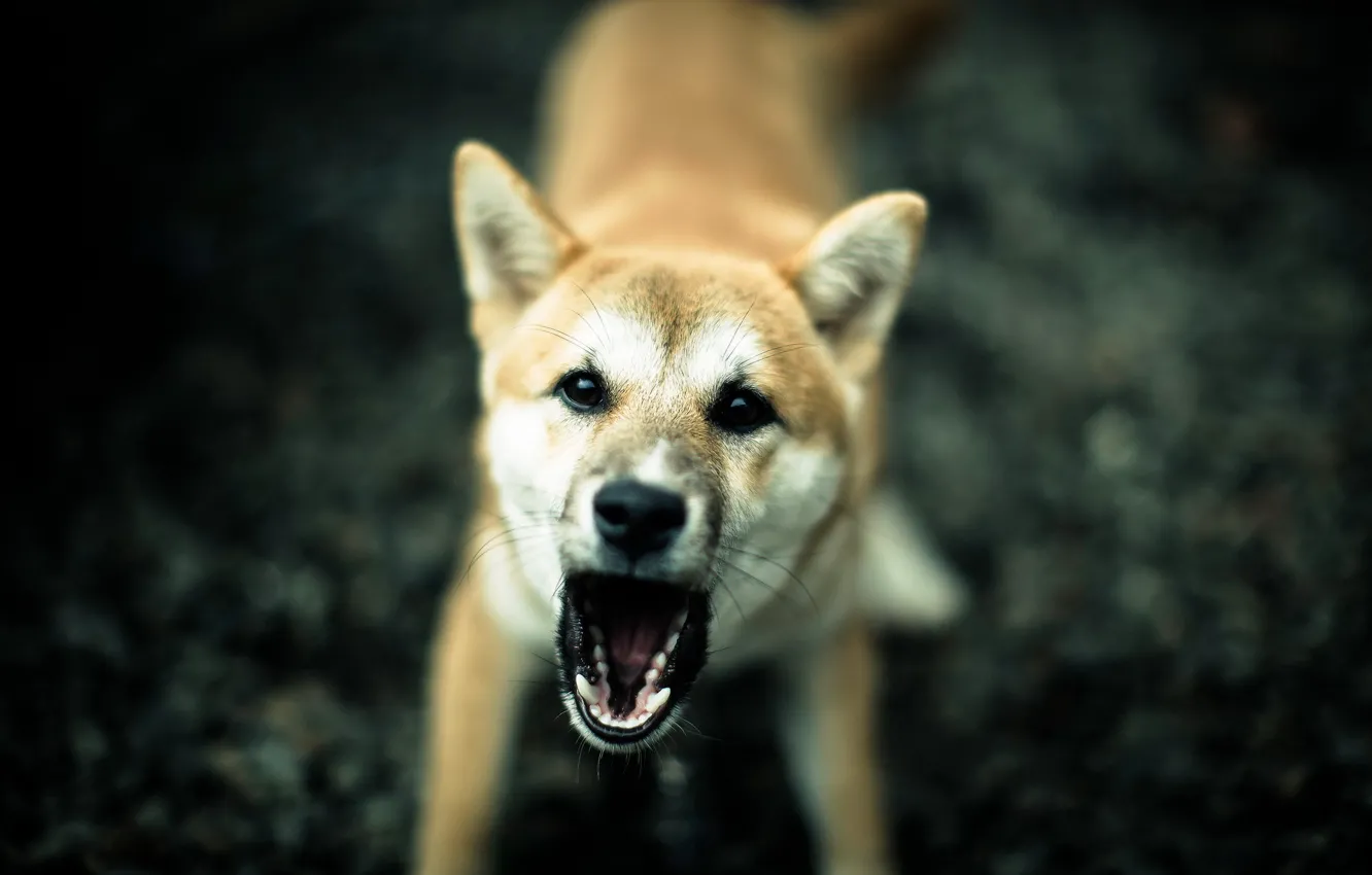 Photo wallpaper background, anger, dog