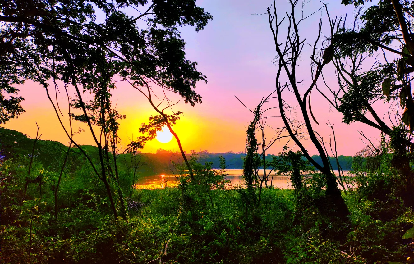 Photo wallpaper trees, water, lake, morning, sun, sunrise, dawn, woods