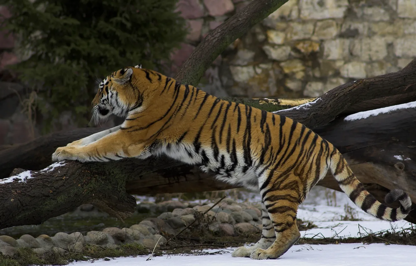 Photo wallpaper snow, tiger, stretching, warm-up, exercises, a fallen tree
