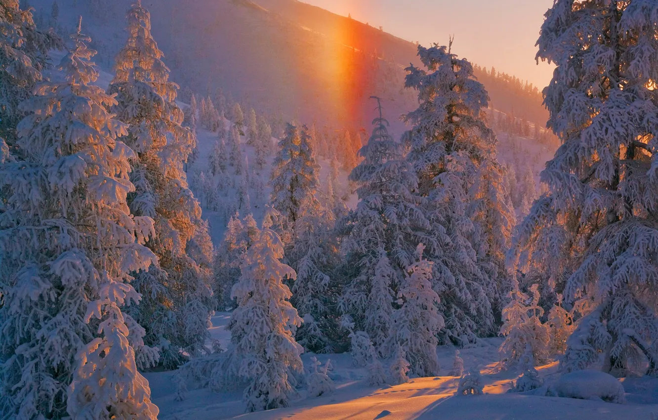 Photo wallpaper winter, forest, snow, trees, Russia, Yakutia, Vladimir Ryabkov