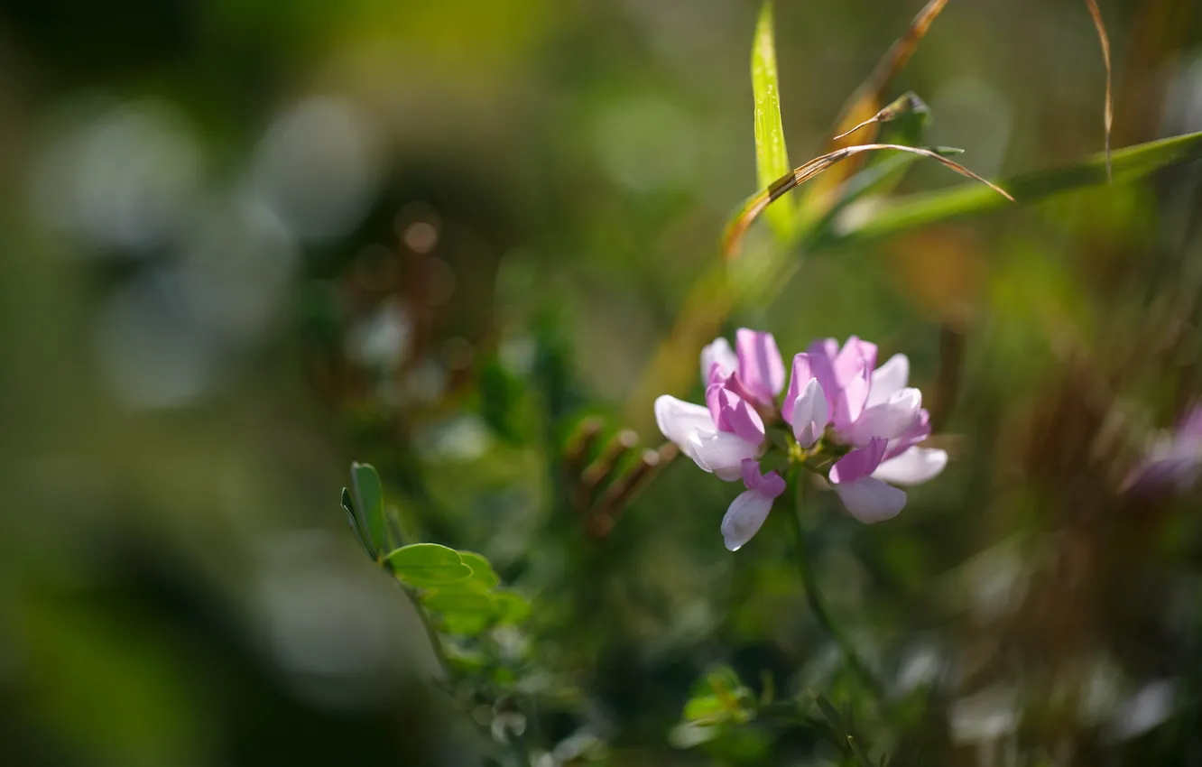 Photo wallpaper macro, flowers, nature