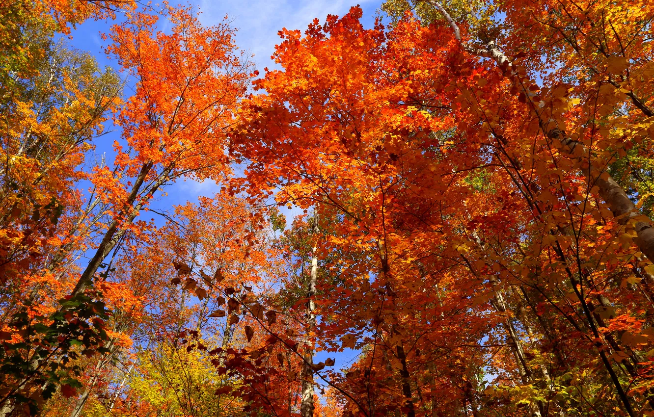 Photo wallpaper autumn, the sky, leaves, trees, Canada, Ontario, the crimson