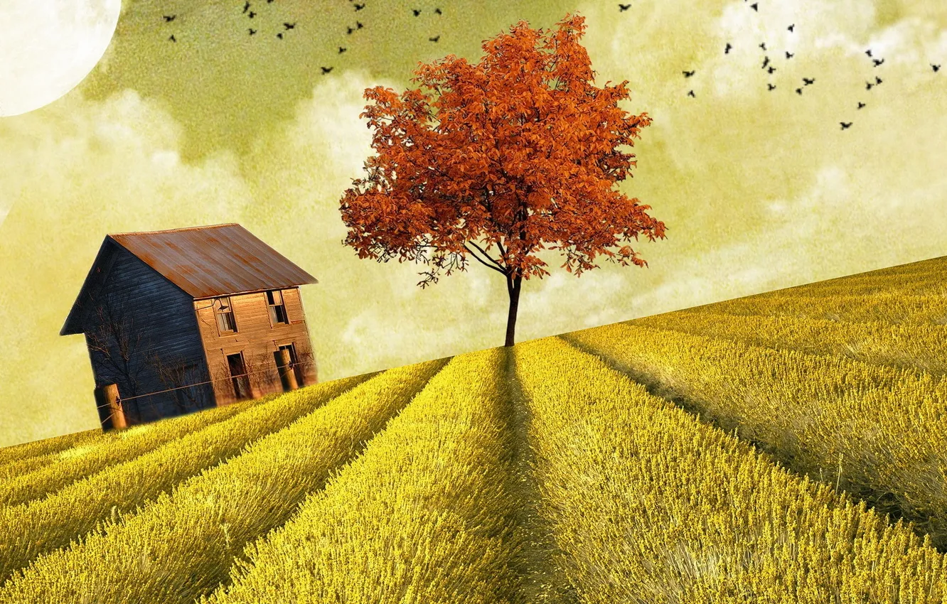 Photo wallpaper field, style, home