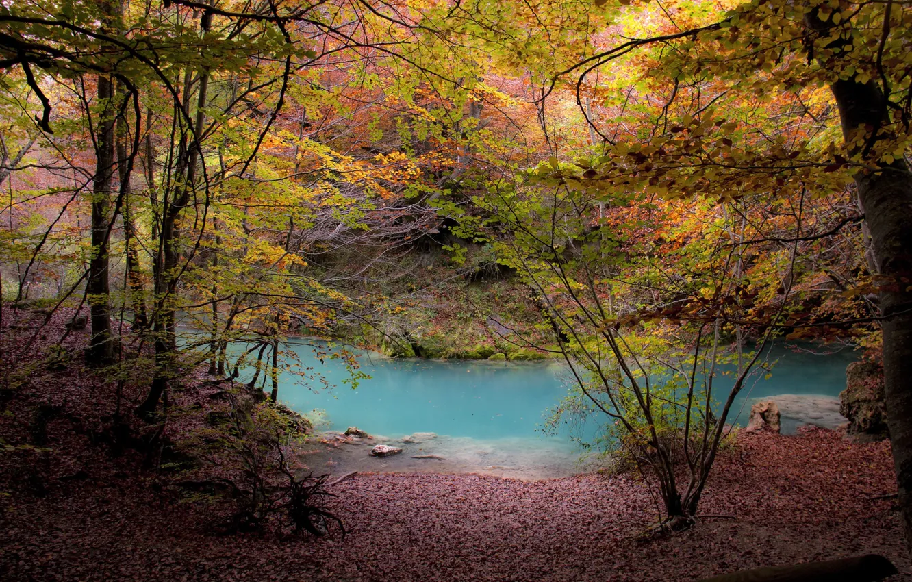 Photo wallpaper forest, river, trees, autumn, foliage