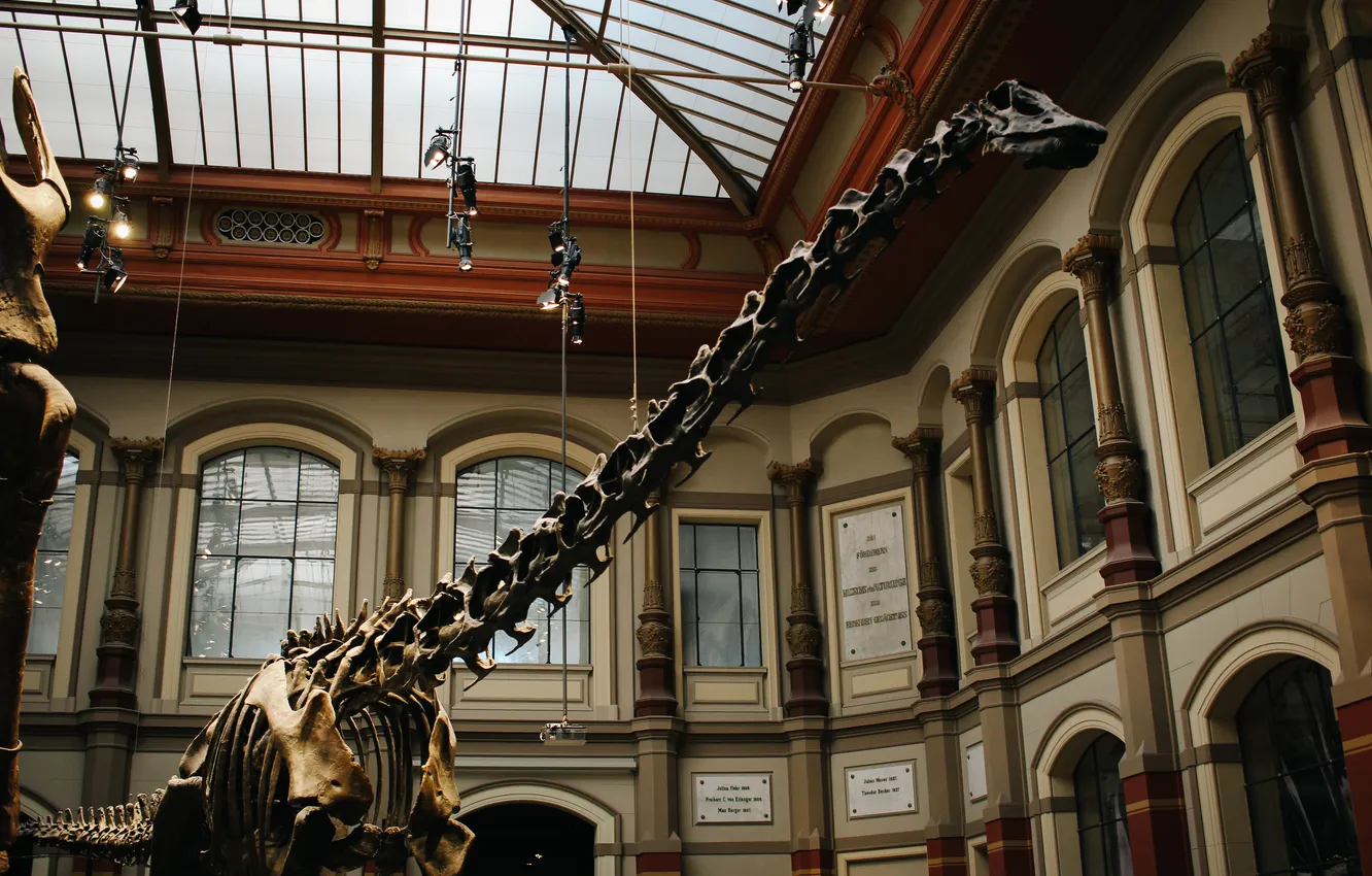 Photo wallpaper dinosaur, skeleton, Museum
