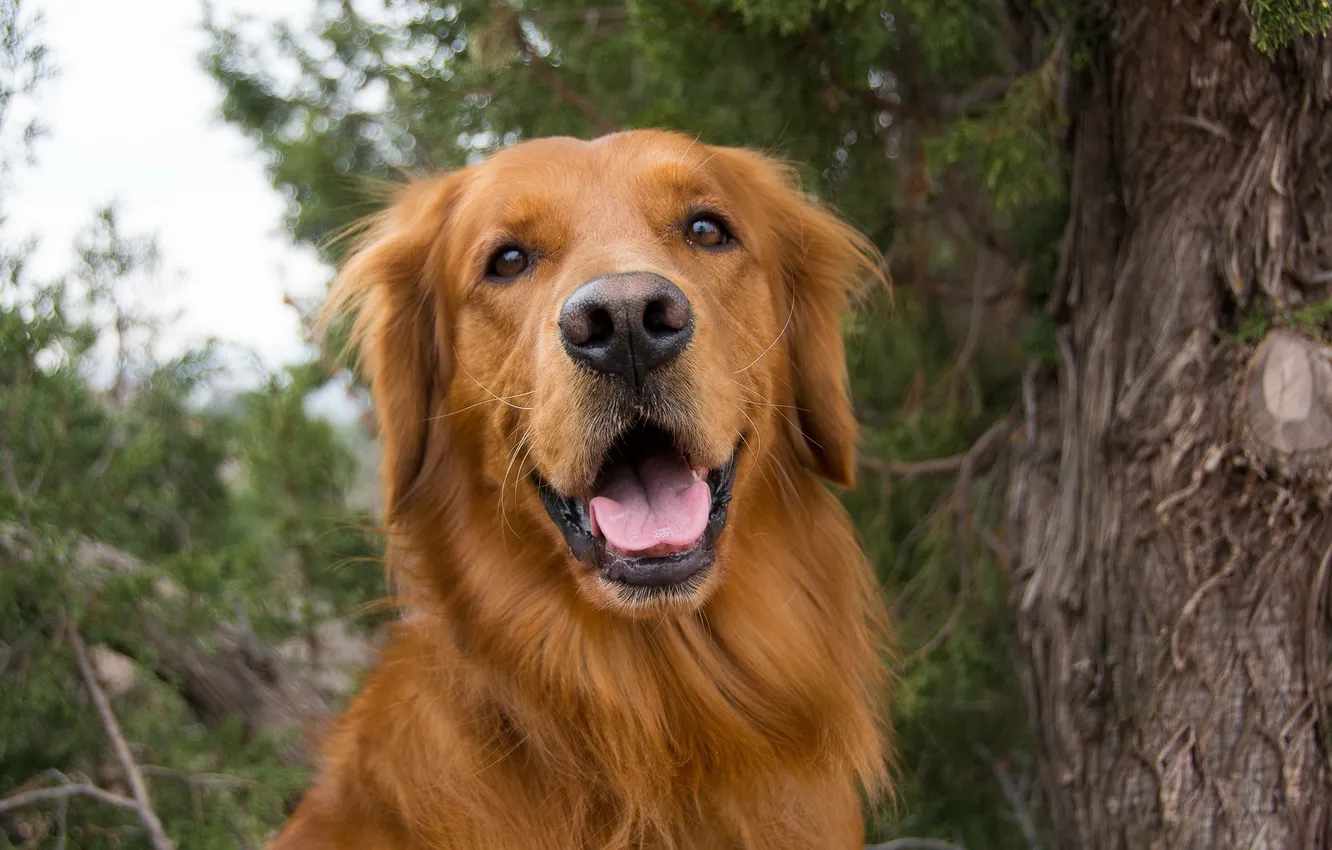 Photo wallpaper look, each, dog