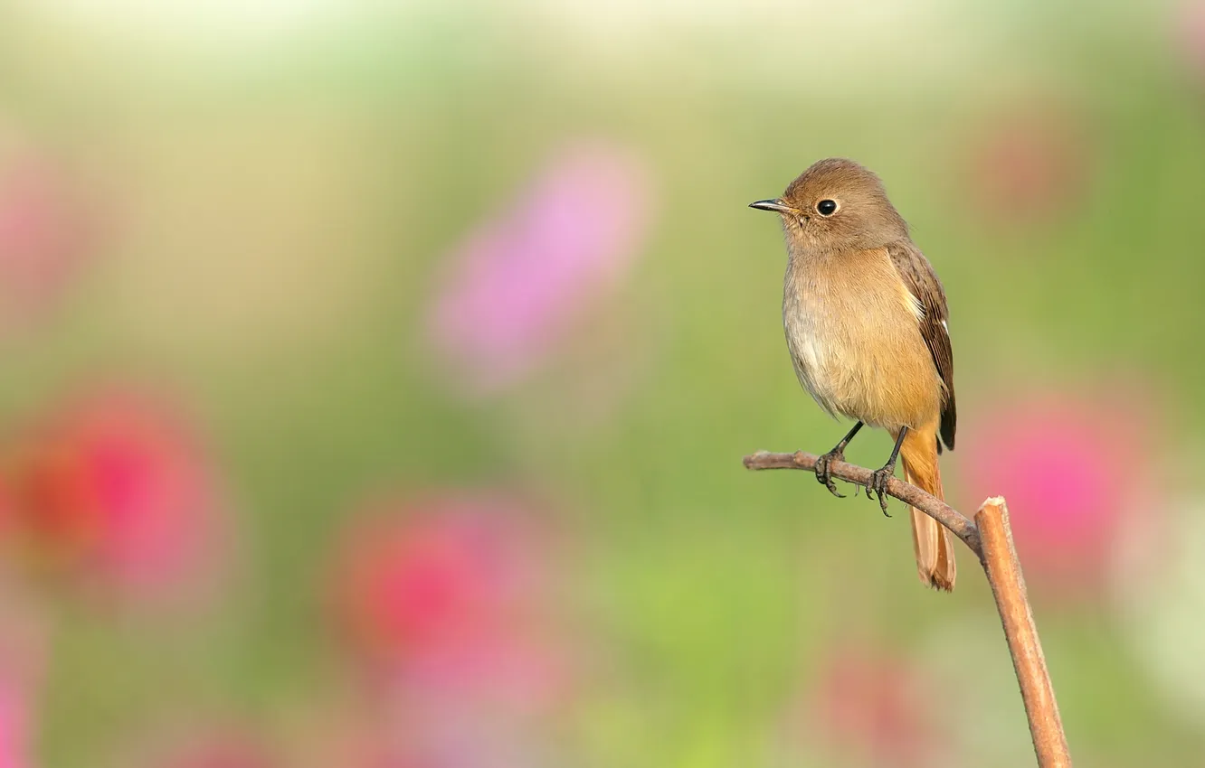 Photo wallpaper branches, background, bird