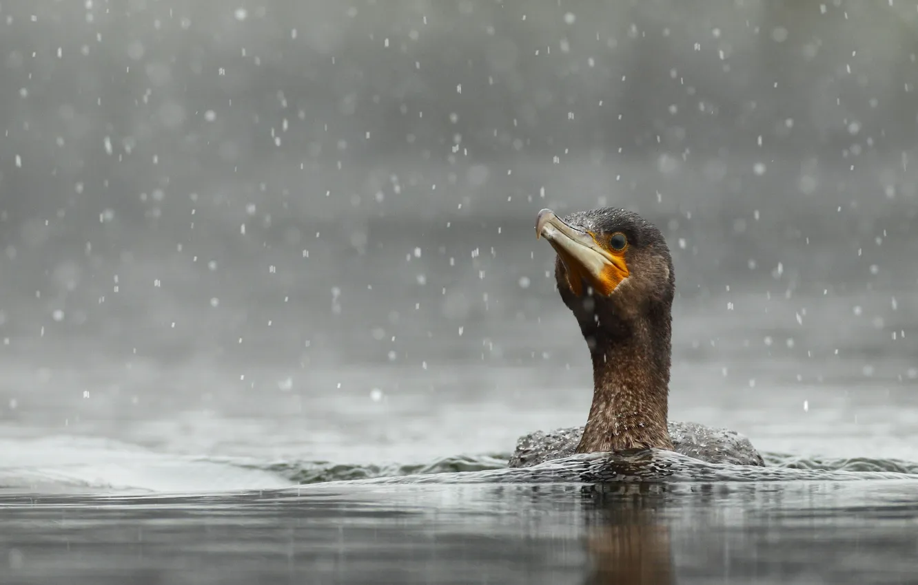 Photo wallpaper water, bird, snowfall, cormorant