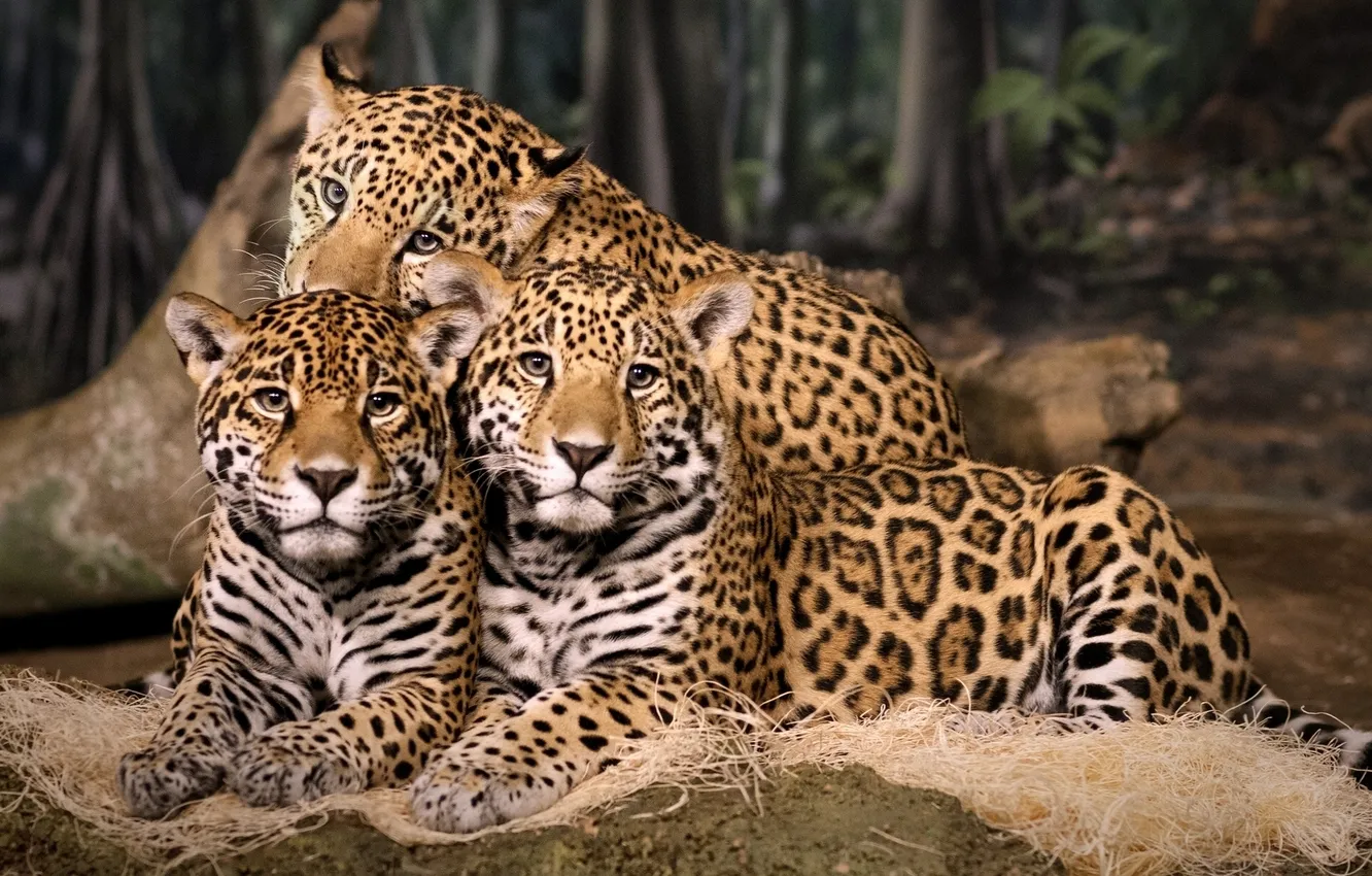 Photo wallpaper trio, Trinity, jaguars