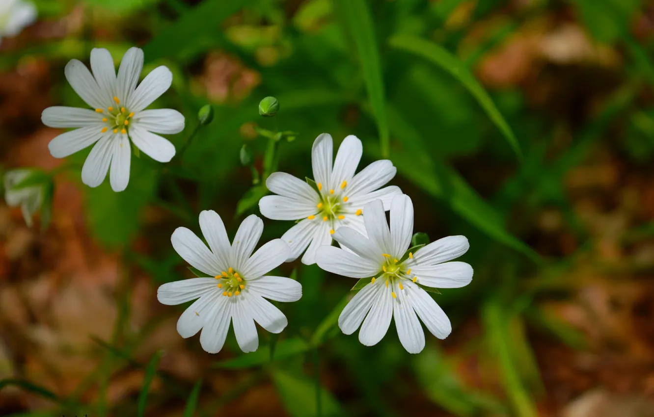 Photo wallpaper spring, white flowers, bokeh, bokeh, spring, White flowers