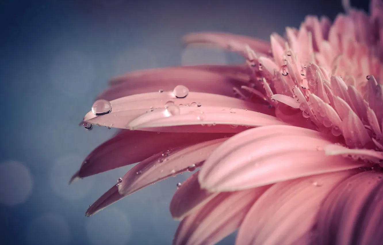 Photo wallpaper flower, drops, macro