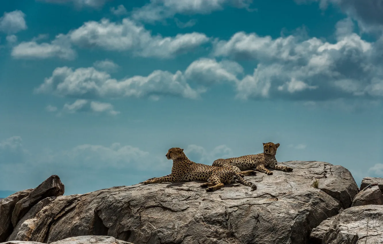 Photo wallpaper the sky, rocks, Cheetah