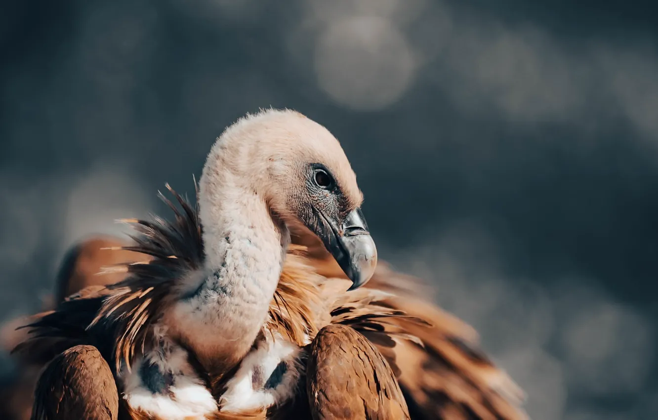 Photo wallpaper nature, bird, Grif