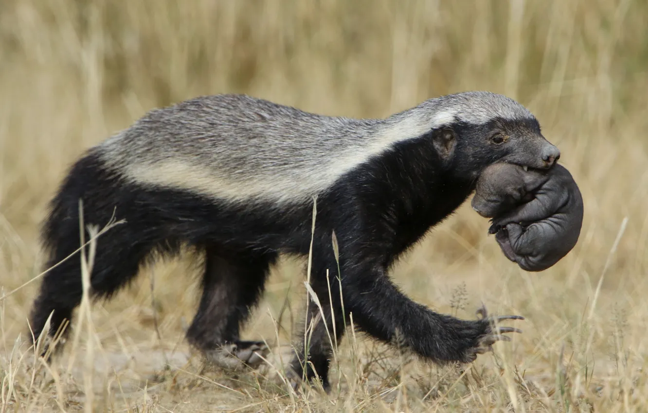 Photo wallpaper animal, wildlife, Honey Badger