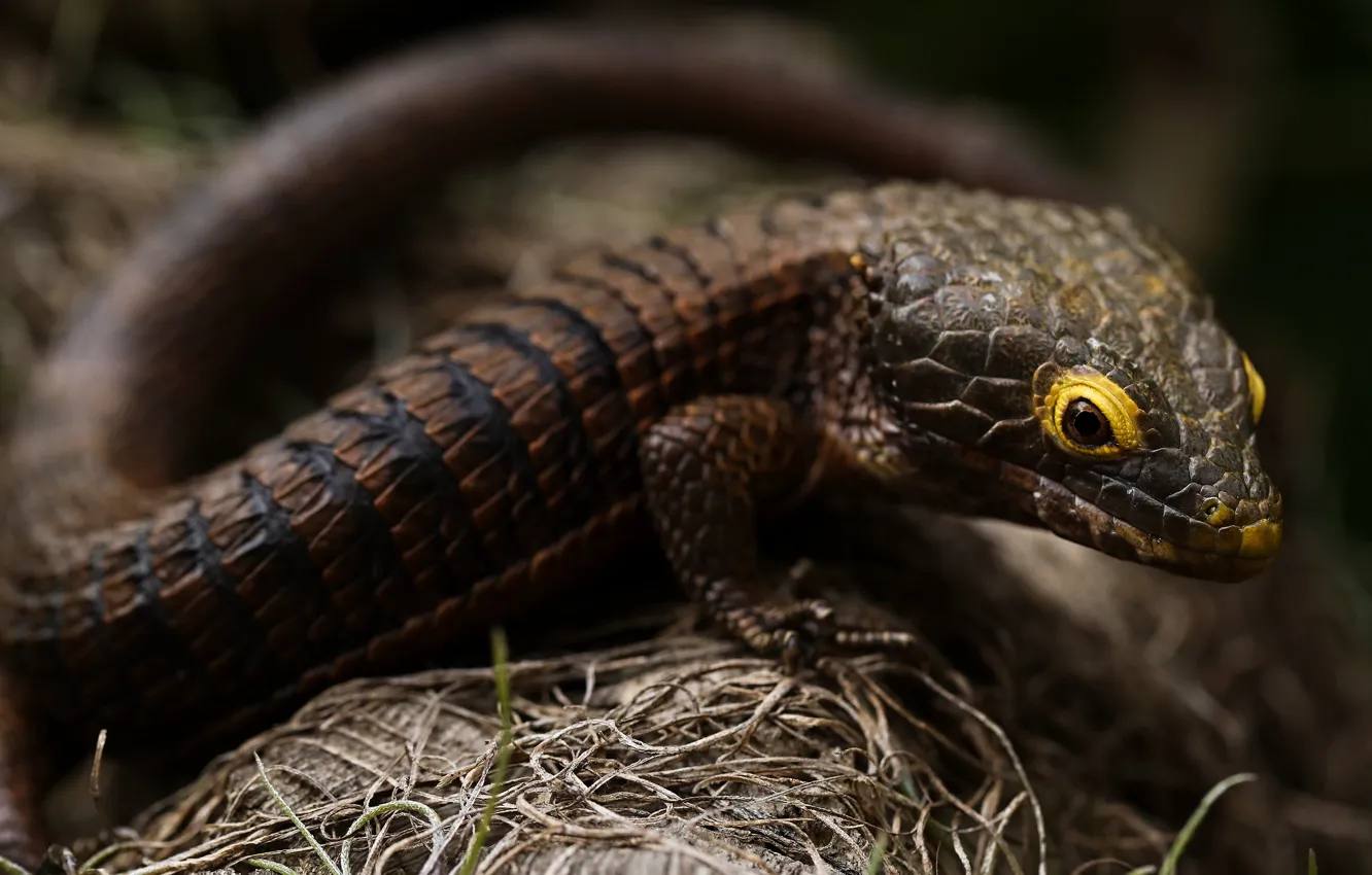 Photo wallpaper look, the dark background, lizard, brown, bokeh