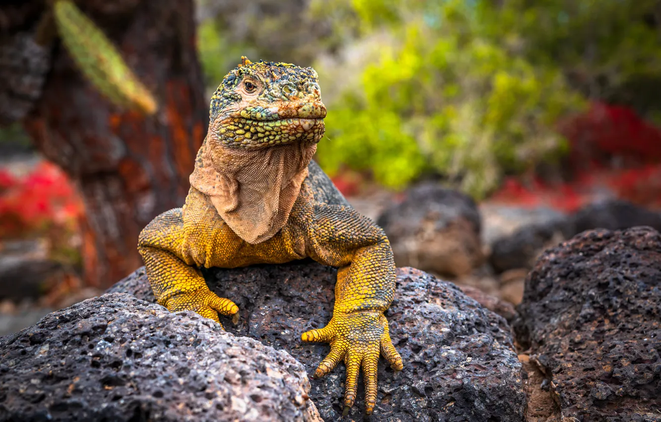 Photo wallpaper stones, paws, iguana