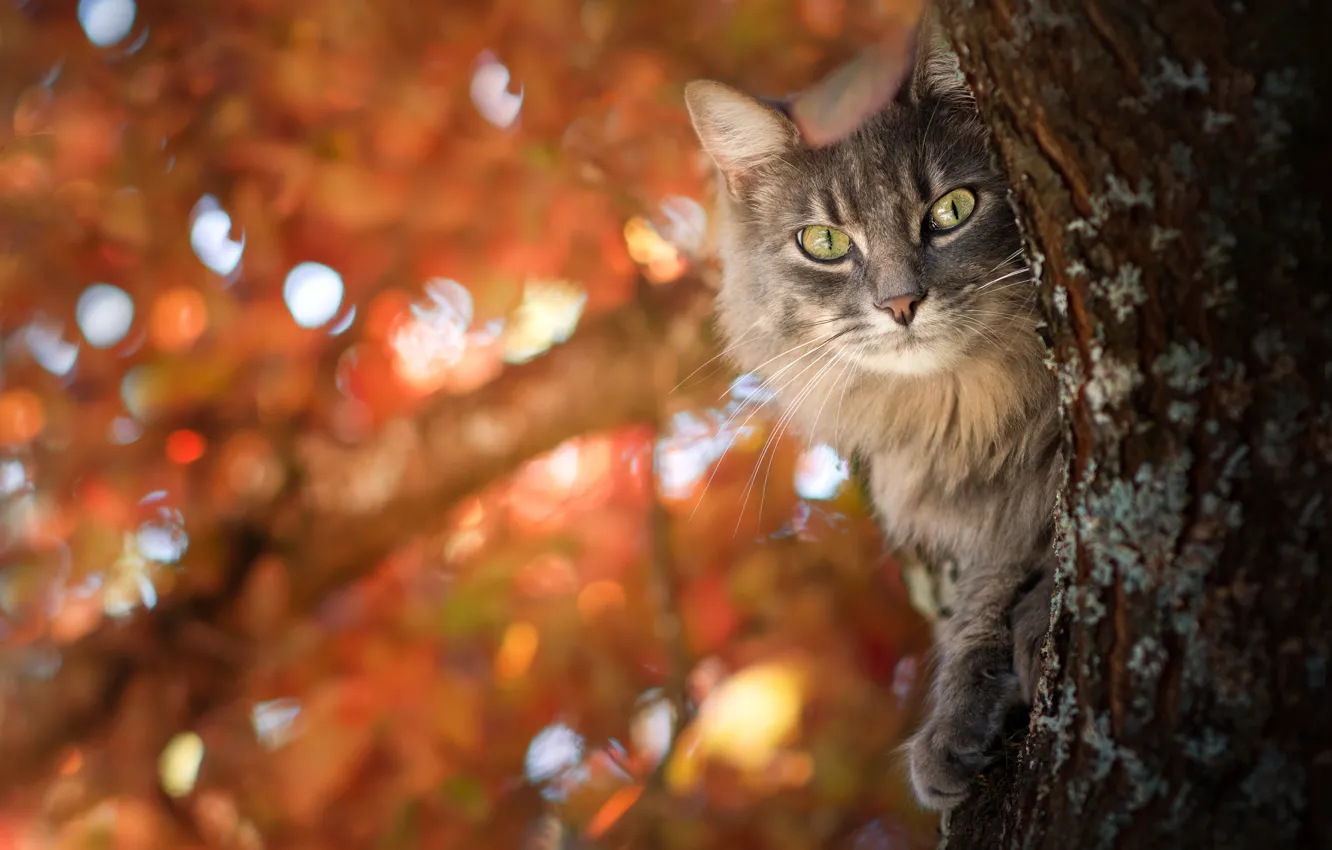 Photo wallpaper trees, look, trunk, branches, autumn, cat, pose, light