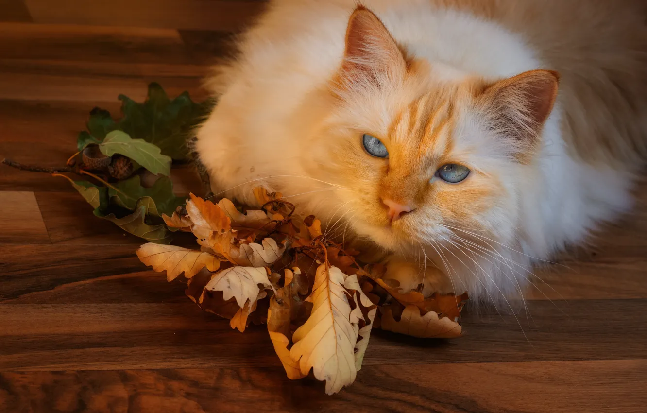 Photo wallpaper autumn, cat, cat, look, face, leaves, pose, red