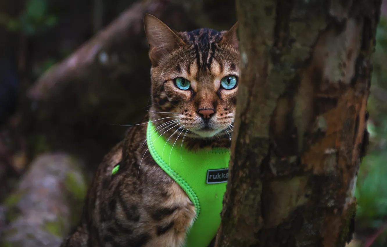 Photo wallpaper cat, cat, look, nature, the dark background, tree, portrait, costume