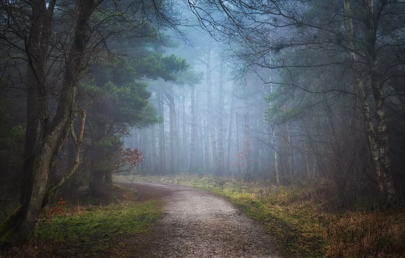 Photo wallpaper road, autumn, forest