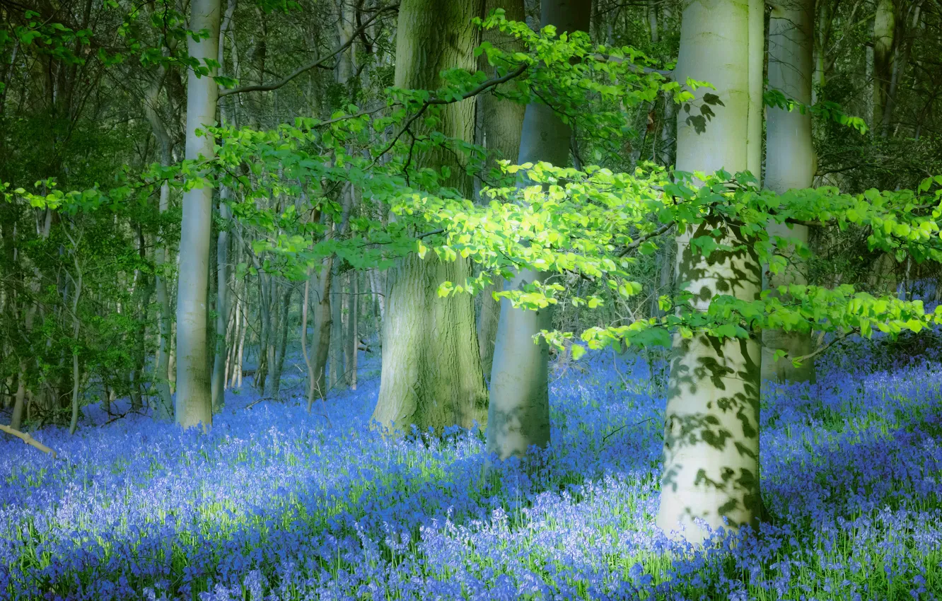 Photo wallpaper forest, leaves, light, trees, flowers, blue, glade, England