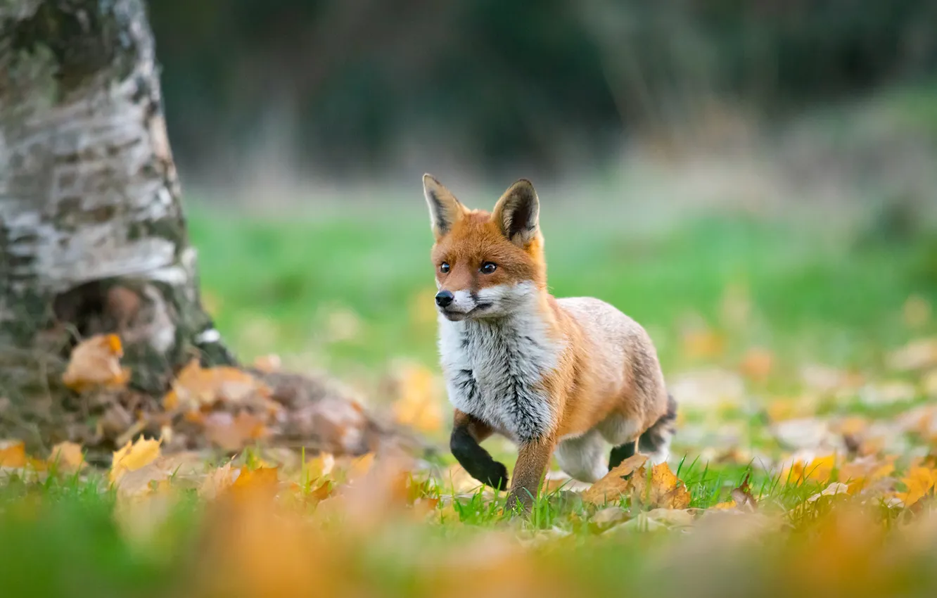 Photo wallpaper autumn, leaves, foliage, Fox, red