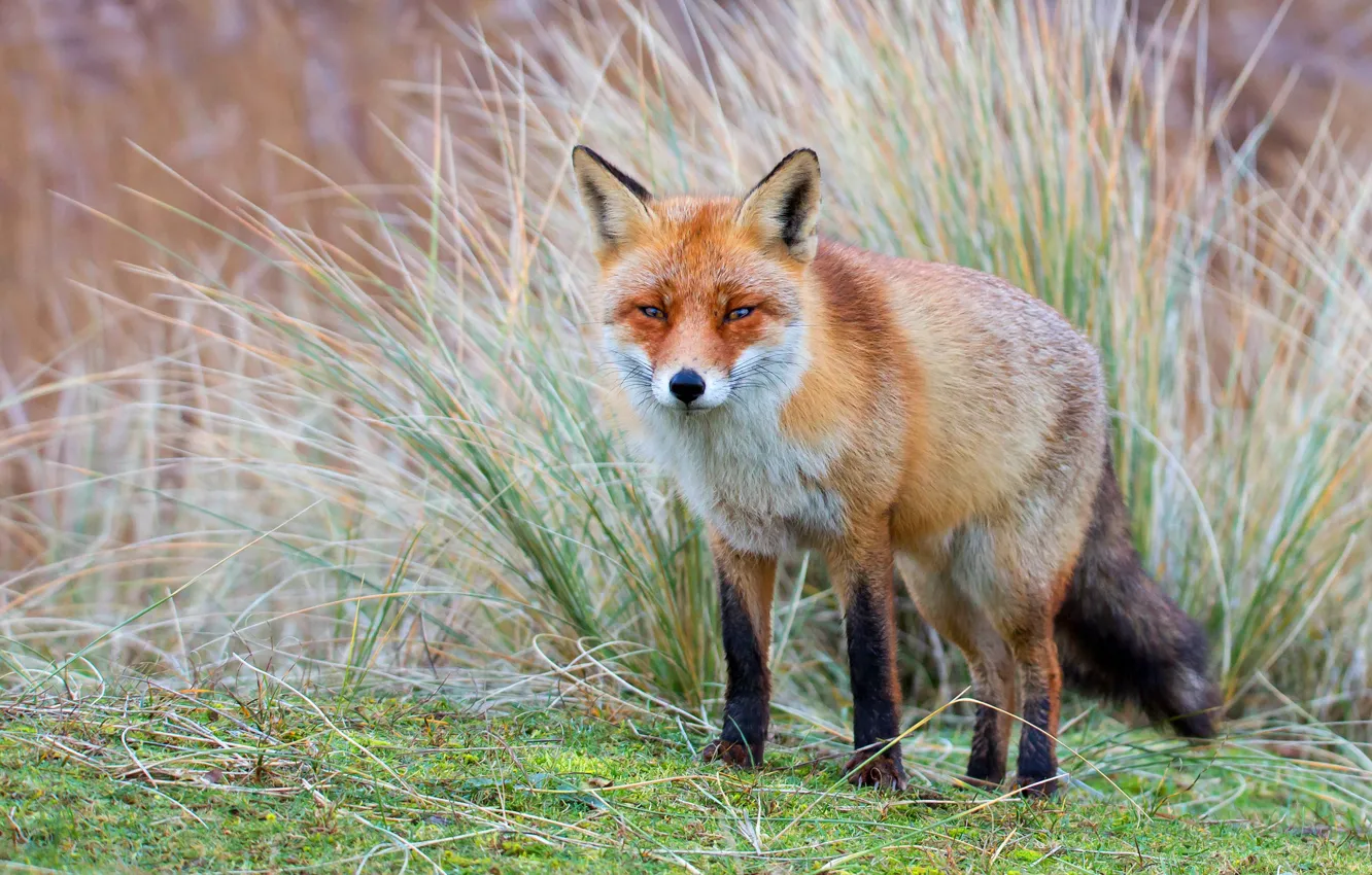 Photo wallpaper grass, look, nature, thickets, glade, Fox, red, walk