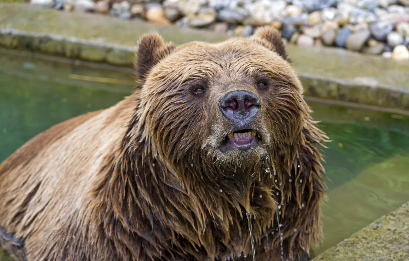 Photo wallpaper face, wet, predator, bear, bathing