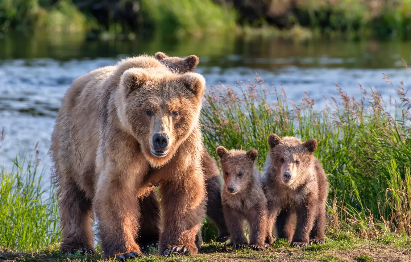 Photo wallpaper summer, nature, bear