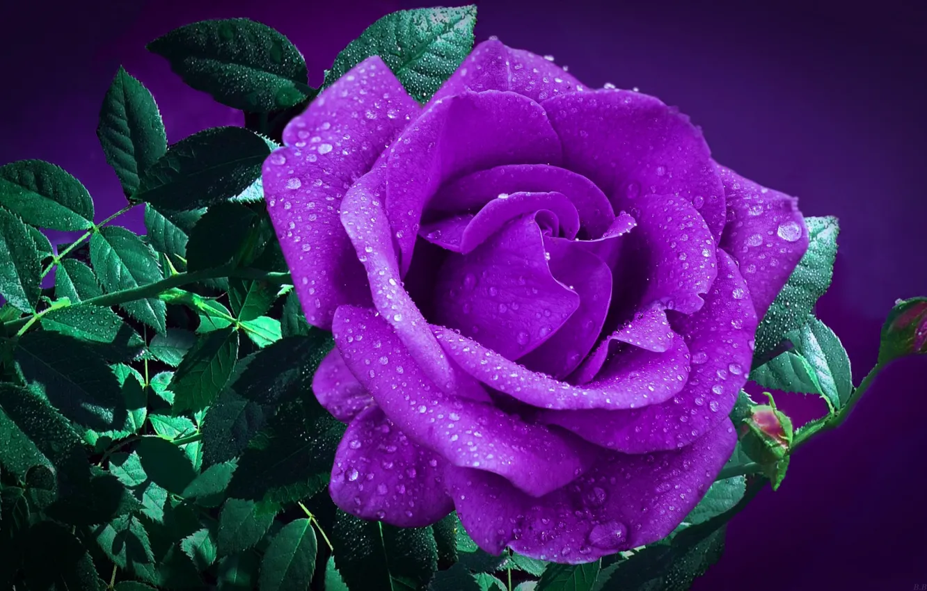 Photo wallpaper drops, background, roses