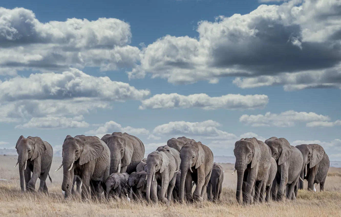 Photo wallpaper nature, elephant, Africa