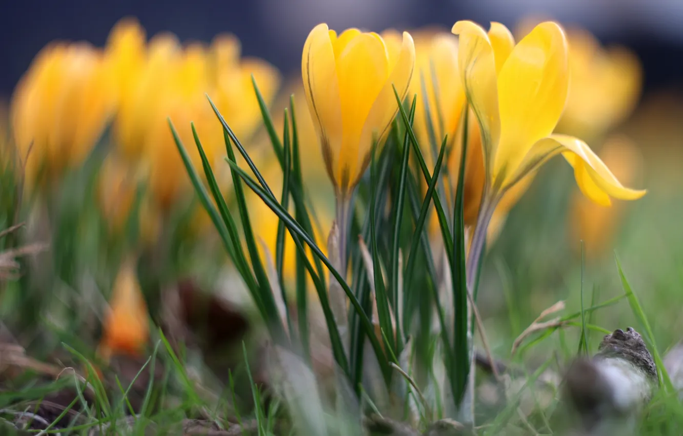 Photo wallpaper leaves, flowers, yellow, glade, blur, spring, crocuses, buds