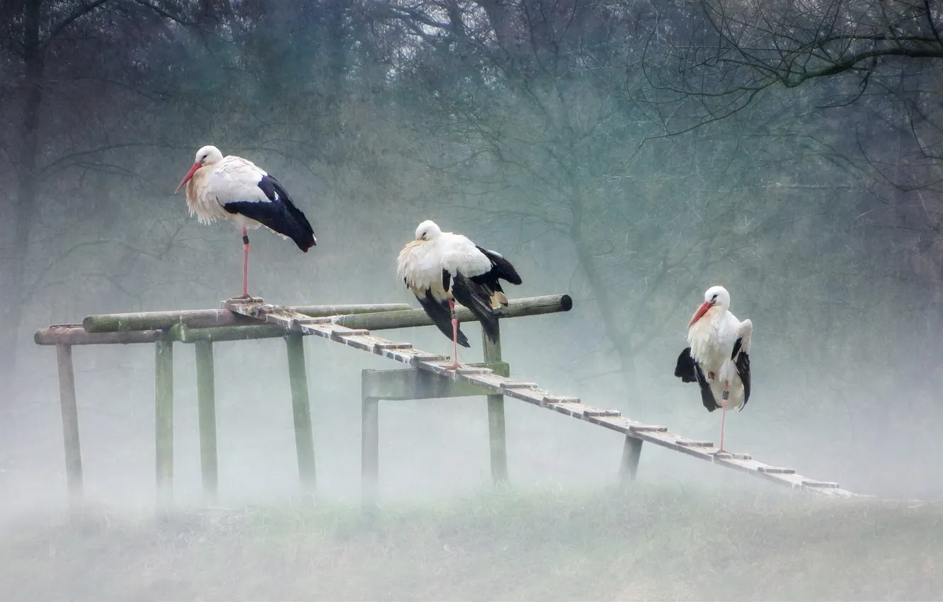 Photo wallpaper nature, fog, stork