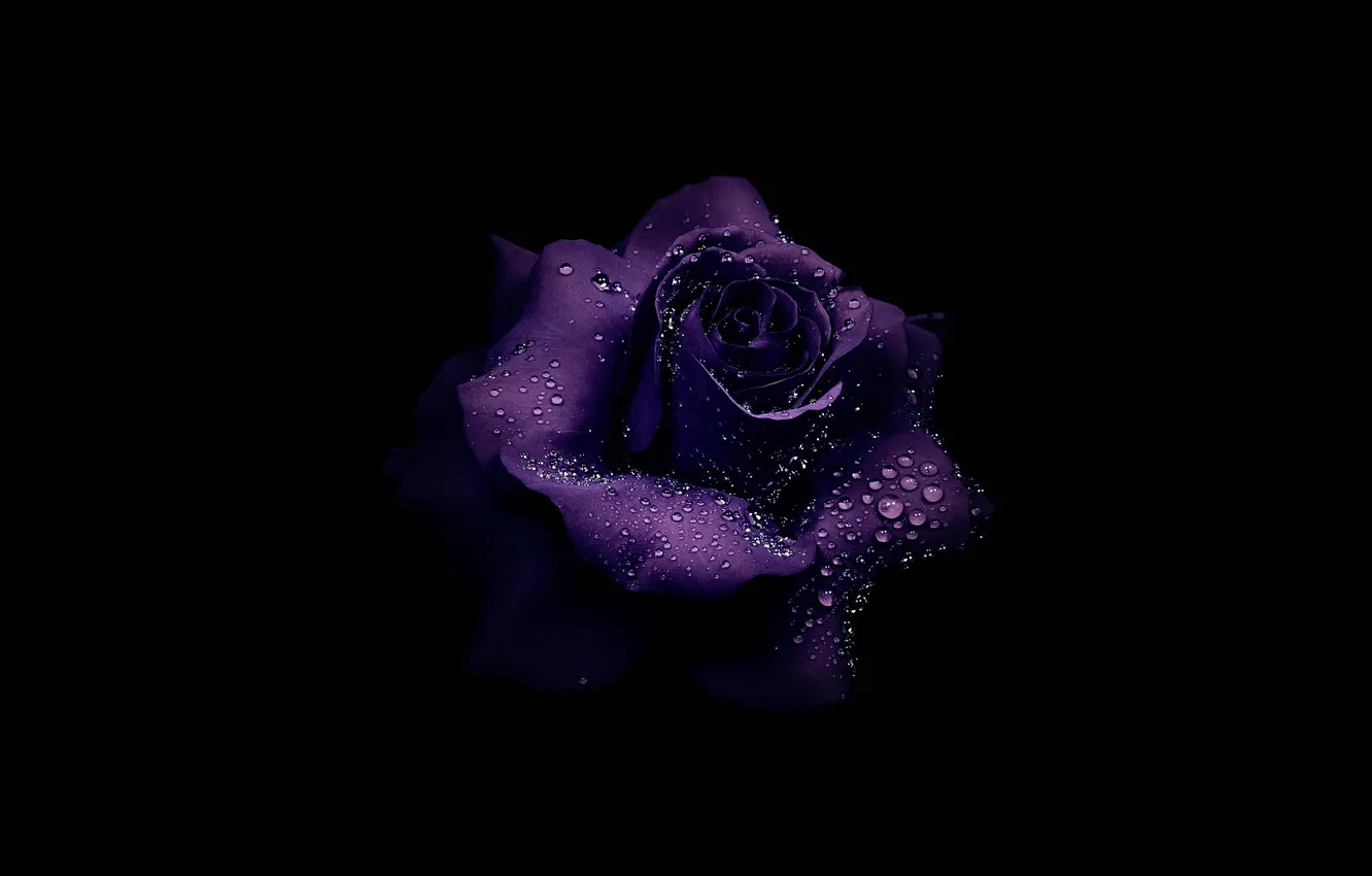 Photo wallpaper drops, flowers, Rosa, roses, shadow, twilight