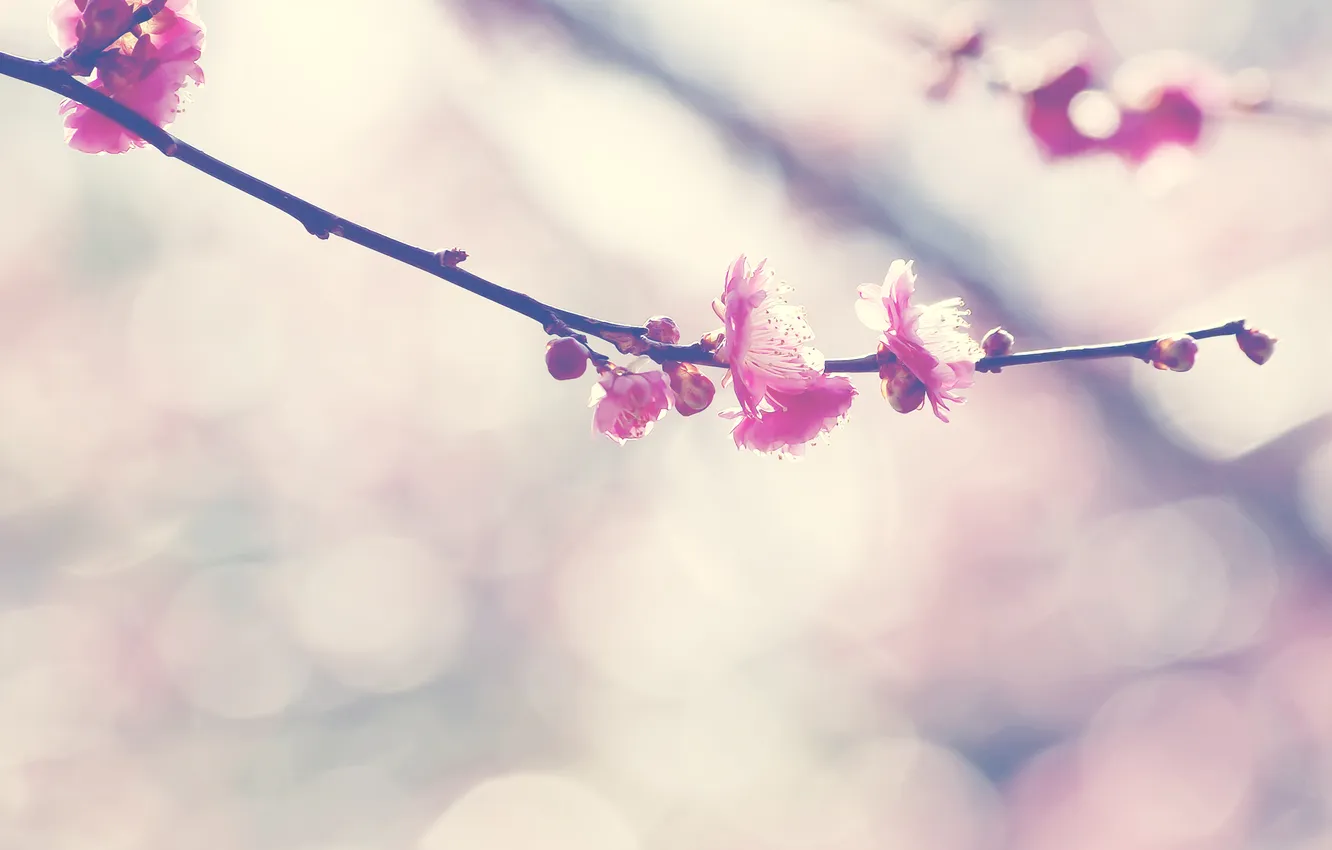 Photo wallpaper flowers, branches, nature, flowering, nature, blossom, flowers, bokeh