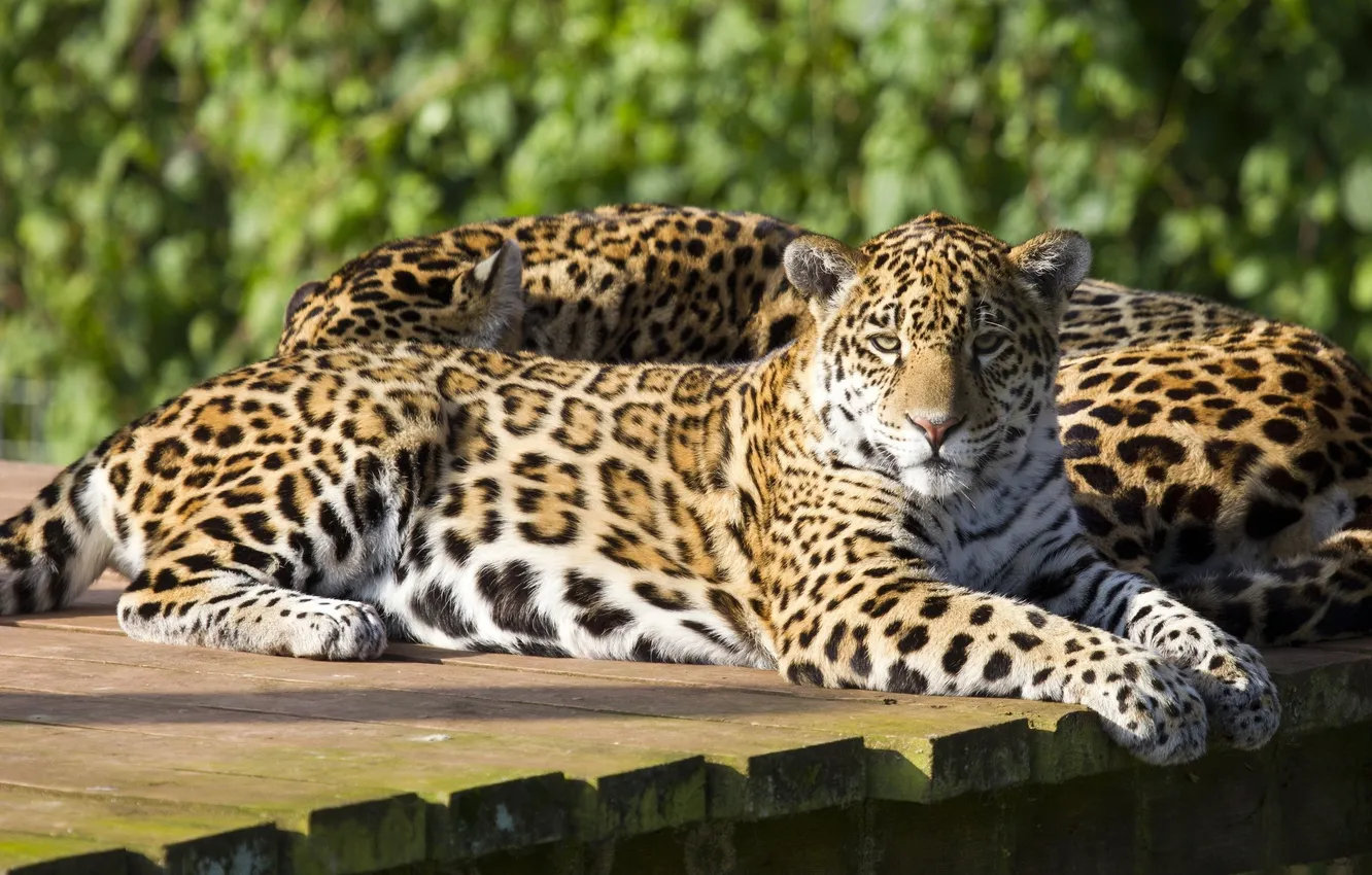 Photo wallpaper cat, pair, Jaguar