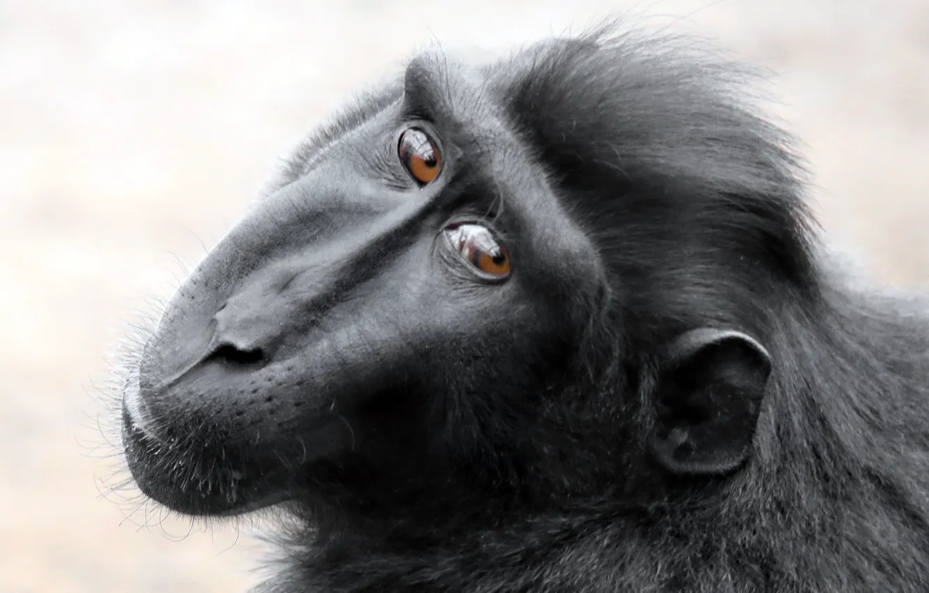 Photo wallpaper look, monkey, Black Macaque